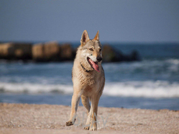 Sa fie ceva in ton cu sezonul care se apropie