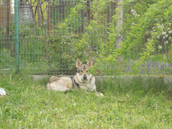 breaza 03.05.2014.jpg