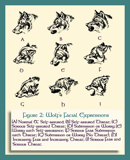 FacialWolf.JPG
