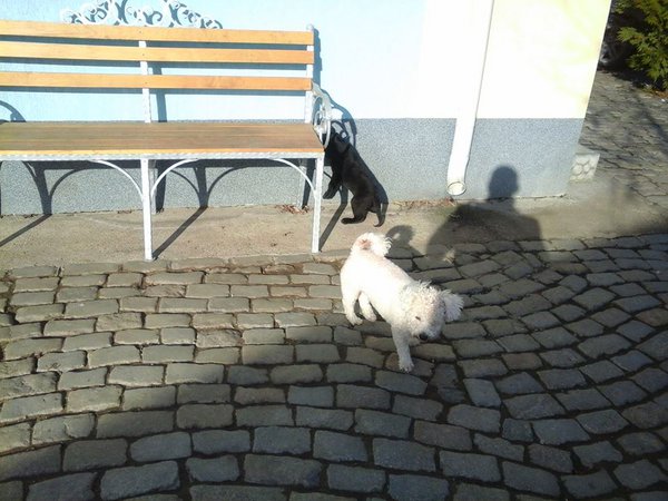 Pe acesta îl botezasem Blue.