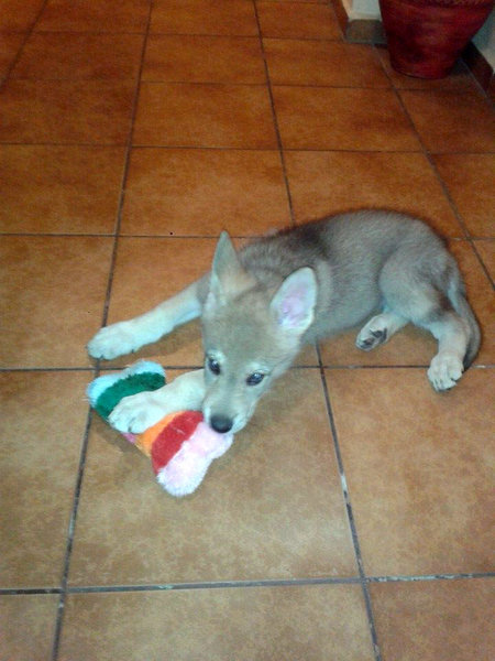 Noi îi spuneam Vifor!