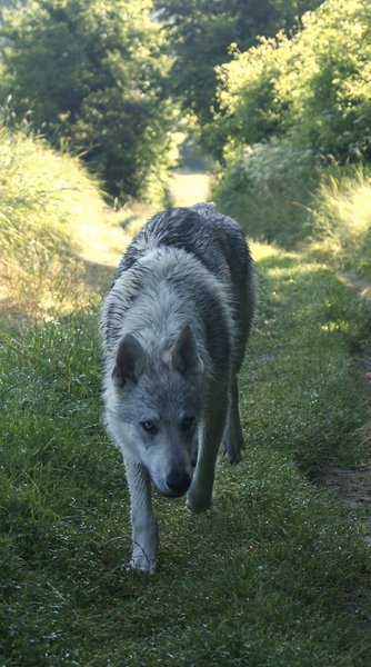 Diamond (14) (Large).jpg