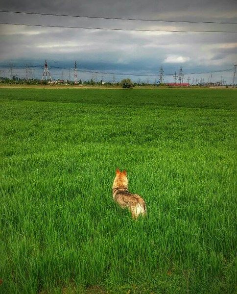 11716129_10154058704246110_515876322_n.jpg (84.23 KiB) Vizualizat de 2710 ori 11716129_10154058704246110_515876322_n.jpg