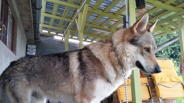 11714286_10154058690361110_648986142_n.jpg (91.92 KiB) Vizualizat de 2710 ori 11714286_10154058690361110_648986142_n.jpg