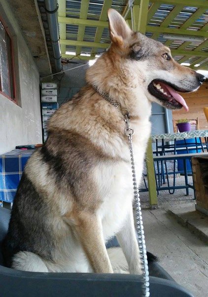 11655221_10154058690401110_254021538_n.jpg (107.24 KiB) Vizualizat de 2709 ori 11655221_10154058690401110_254021538_n.jpg