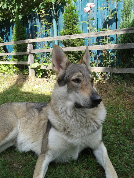 În curte la Lepșa.