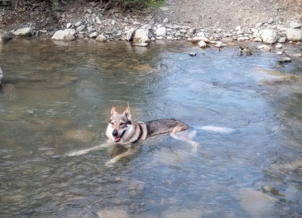 Se răcorea în Putna.