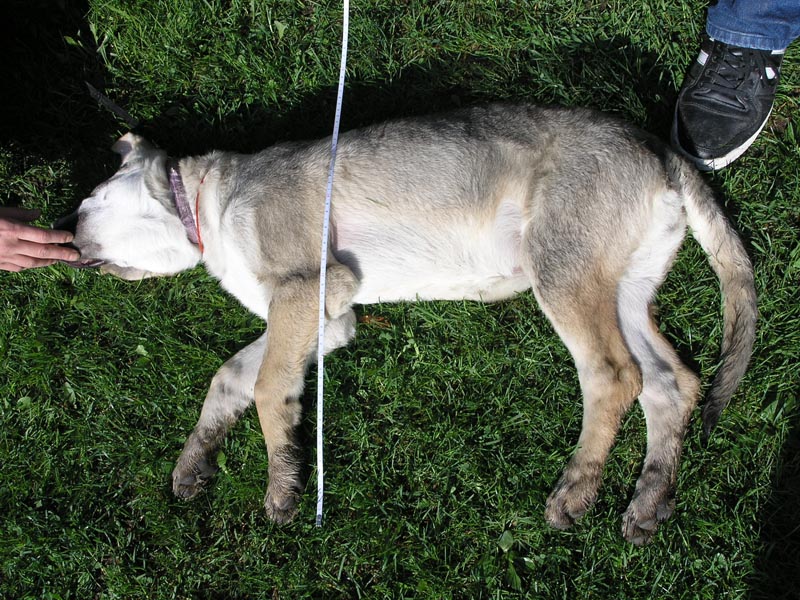 The actul size of my three mounths dog (47 cm).jpg