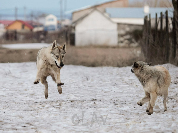 Olav 200k-6-4.jpg (154.53 KiB) Vizualizat de 25521 ori Pe la -6-7grade ne simtim cel mai in forma! Nu si echipa din spatele imaginii.