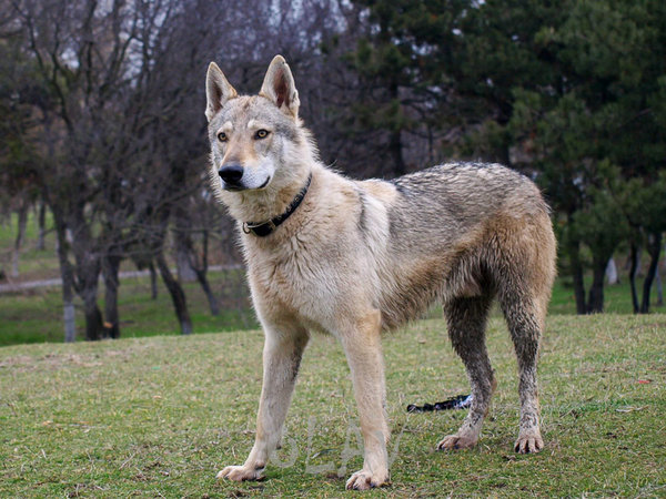 Olav 200k-1-6.jpg (183.42 KiB) Vizualizat de 25497 ori Olav 200k-1-6.jpg