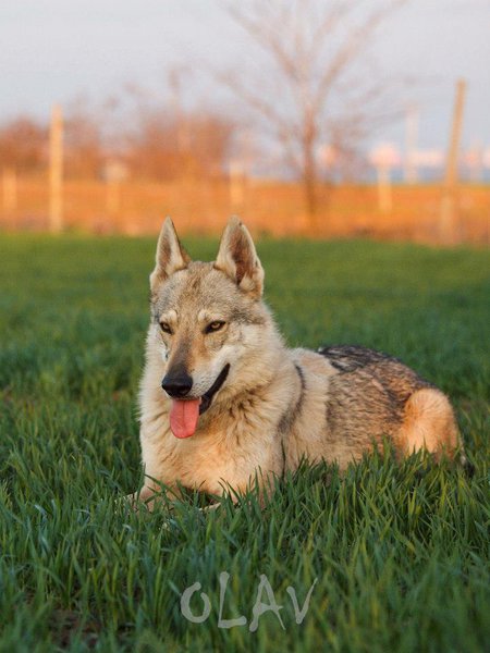 1697_624288600921177_1401132271_n.jpg (85.41 KiB) Vizualizat de 3743 ori 1697_624288600921177_1401132271_n.jpg