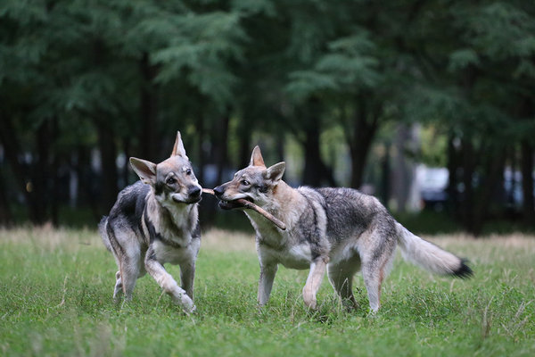 Pina dreapta, Thor stanga