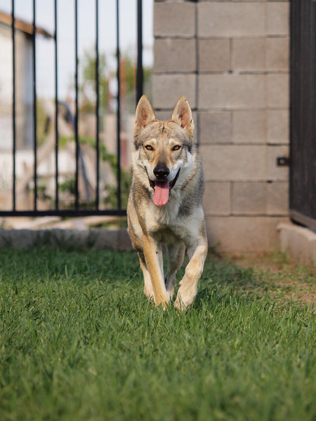 Proiect -1-20.jpg (303.7 KiB) Vizualizat de 25411 ori De garda