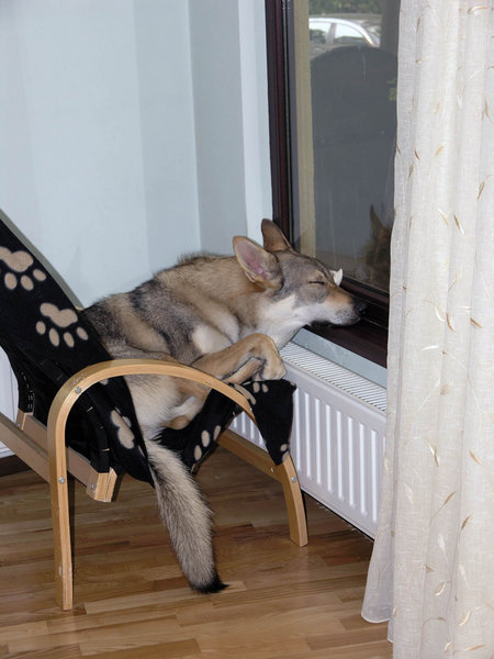 Arys - la geam 1.JPG