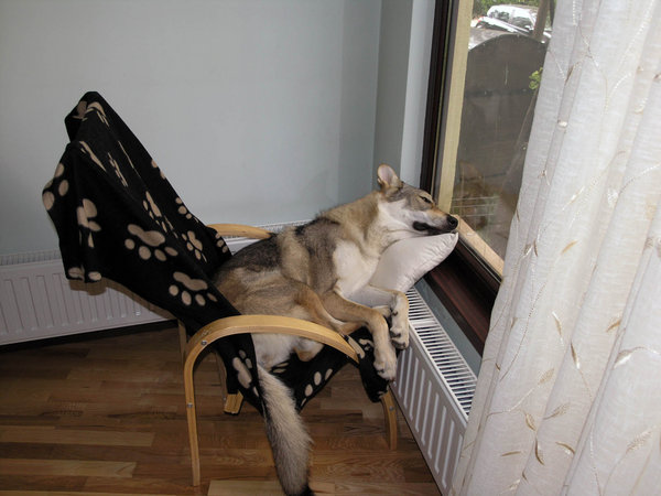 Arys - la geam 2.JPG