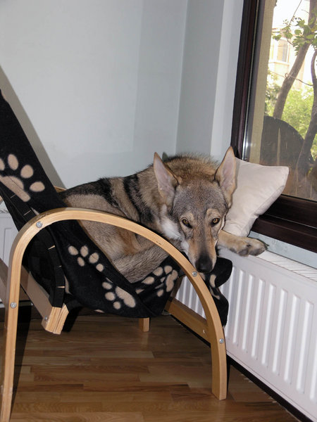 Arys - la geam 3.JPG