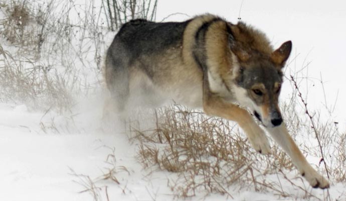 Arys-of-Ceahlau-Wolves