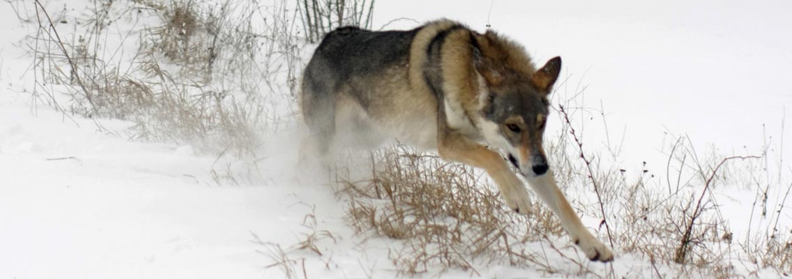 Wolf dog database